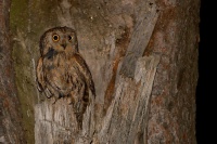 Vyrecek maly - Otus scops - European Scops-Owl 7851